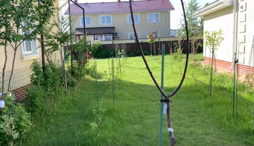 Неприхотливые яблони для холодного климата: 5 народных сортов на что обратить внимание