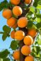 Вы знали, что абрикосовое дерево - долгожитель: живёт около 100 лет, а плодоносит 30-40 лет