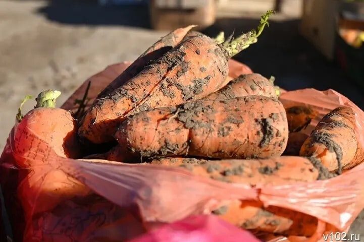 Волгоградская область вновь подтвердила звание морковно-луковой столицы России