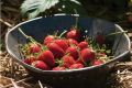 Омоложение клубники: успешные и неудачные методы обновления грядки