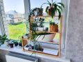 Цветы, которые требуют особого ухода: как сохранить растения в изменённых условиях