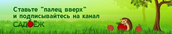 Как правильно подкормить свеклу перед уборкой для долгого хранения и сладости