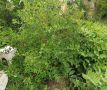 ���������� ������� ������� ����� �� ���������� ��� �������� ������