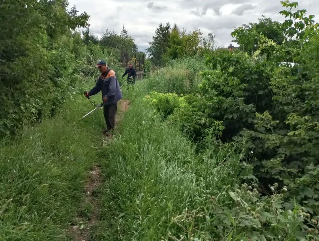 Покос камыша и сорной растительности Покос камыша и сорной растительности