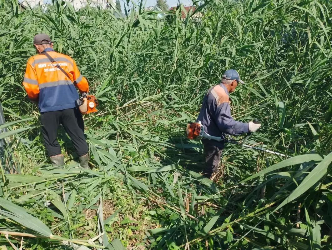 Покос камыша и сорной растительности Покос камыша и сорной растительности