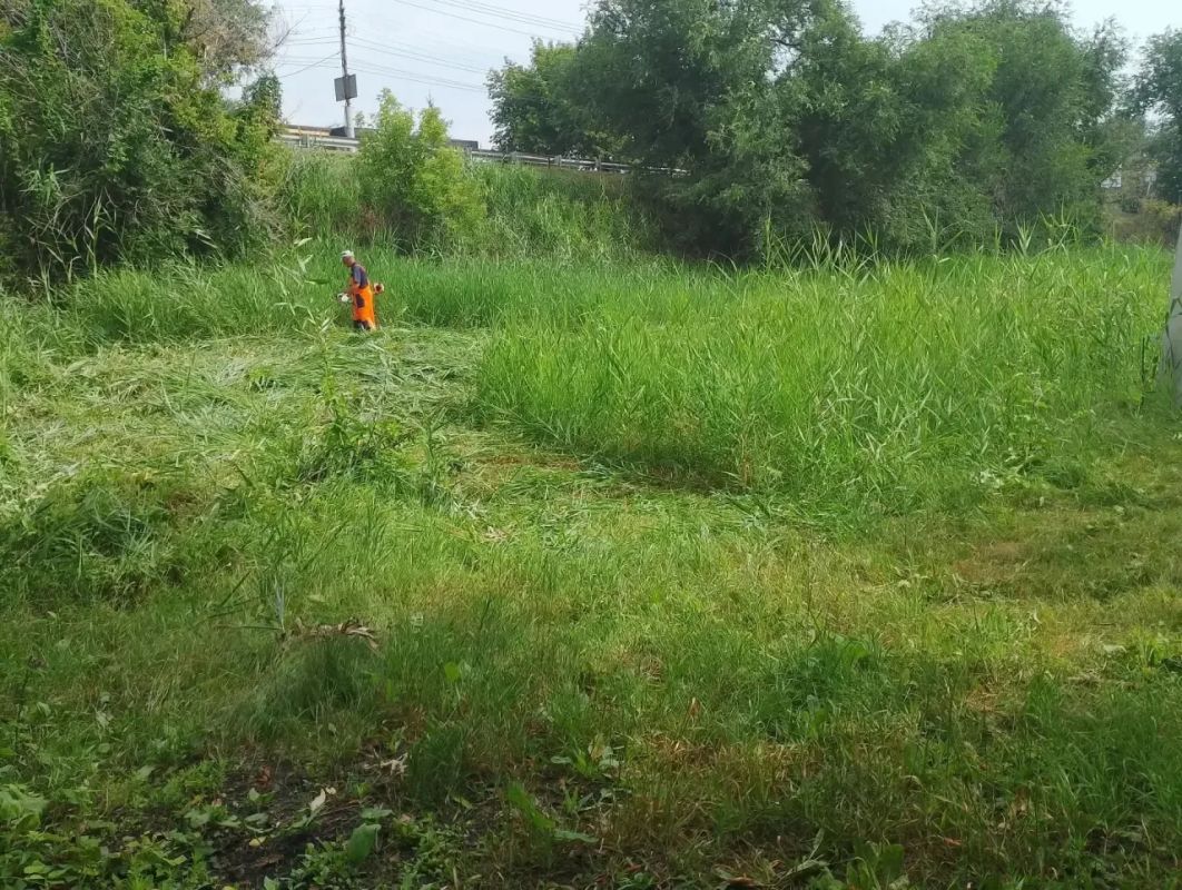Покос камыша и сорной растительности Покос камыша и сорной растительности