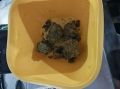 Оперативники УНК регионального Главка уличили саратовца в хранении наркотиков