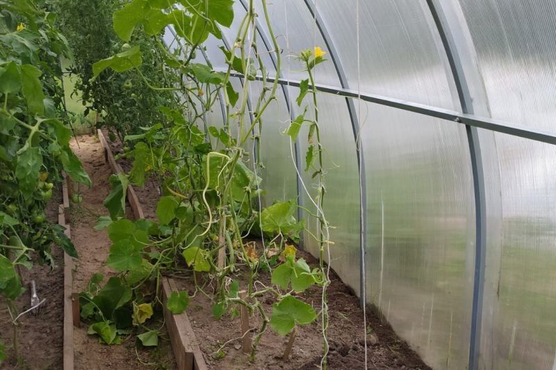 Как омолодить кусты огурцов и продлить сбор урожая до заморозков