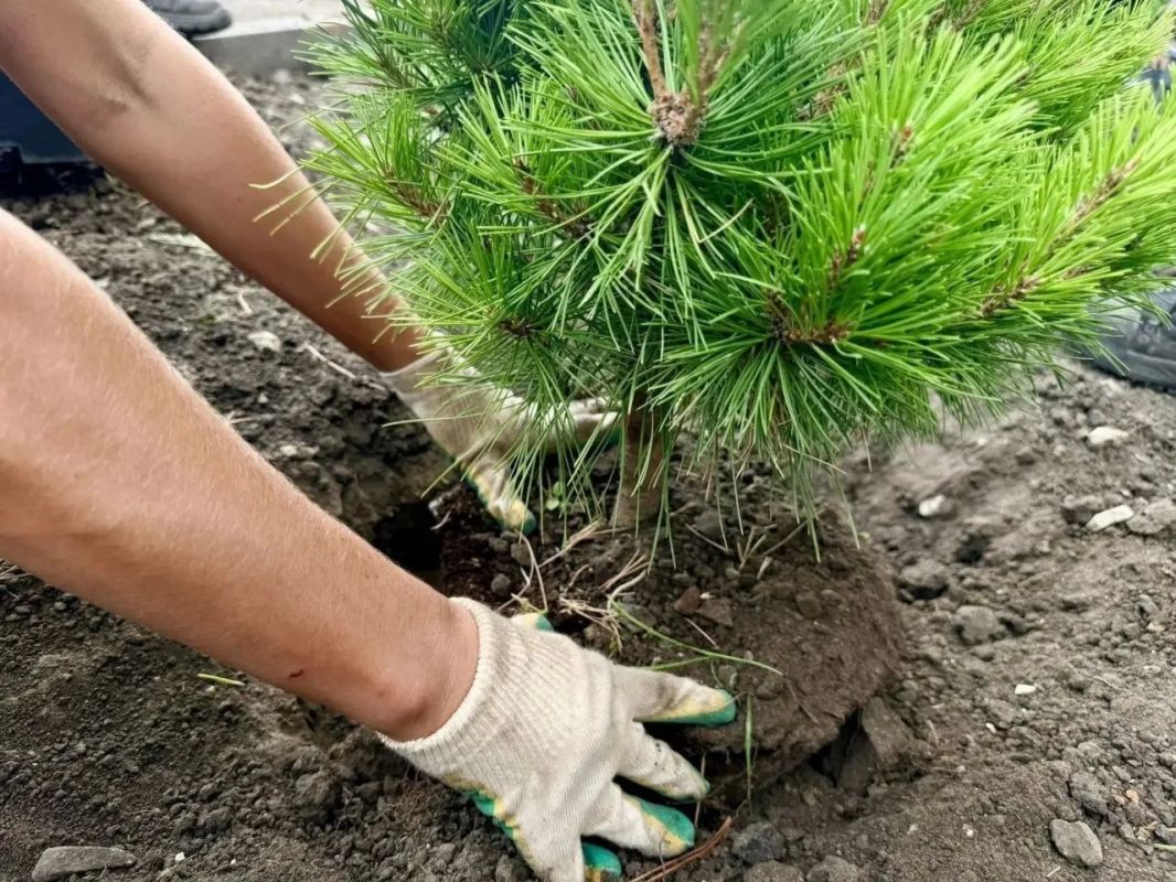 Тысячи растений украсят вход в городской парк в Саратове Тысячи растений украсят вход в городской парк в Саратове