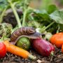Слизни и хосты: как спасти растения от ненасытных вредителей