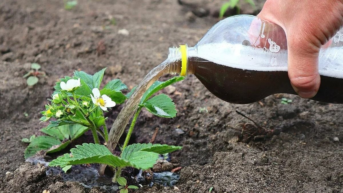 Как обеспечить большую клубничную урожайность в мае: секреты агрономов