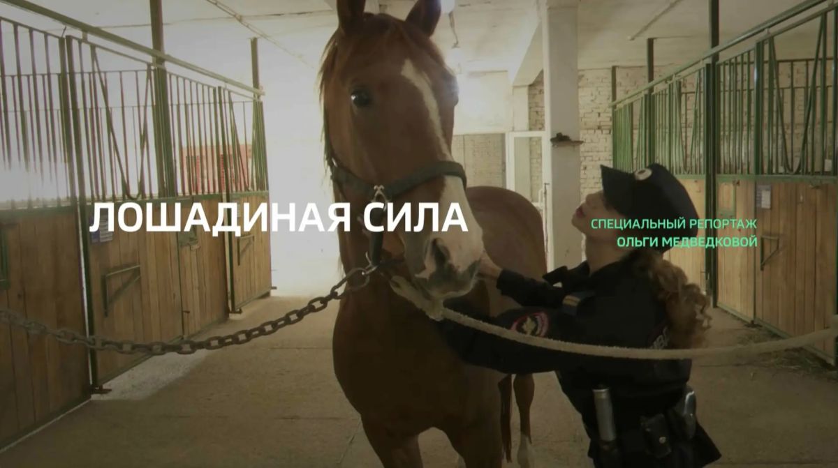 Специальный репортаж. «Лошадиная сила»