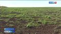 Первые урожаи ягоды, фруктов и овощей собраны