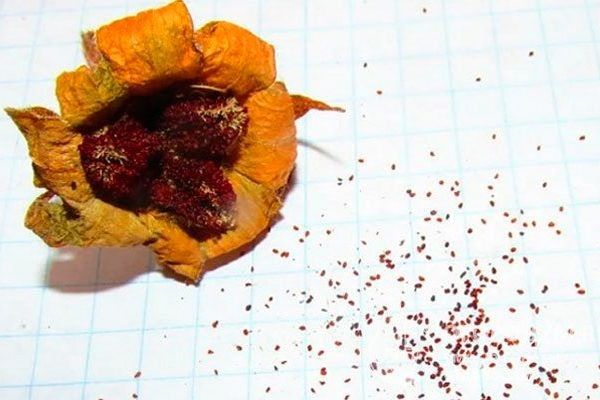 Выращивание бегоний из семян: путь к новым сортам