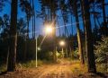 В области благоустроили лесопарк, посаженный гимназистами накануне революции