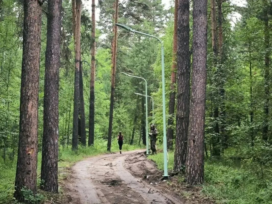 В области благоустроили лесопарк, посаженный гимназистами накануне революции В области благоустроили лесопарк, посаженный гимназистами накануне революции