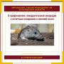 Наступление осени, сопровождающееся понижением температуры воздуха и сокращением кормовой базы, способствует миграции мелких мышевидных грызунов в жилые дома и хозяйственные постройки: туда, где люди хранят запасы овощей...