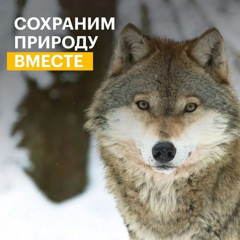 Экологические проекты из Саратова могут получить поддержку из грантового фонда в 1 млрд рублей Экологические проекты из Саратова могут получить поддержку из грантового фонда в 1 млрд рублей