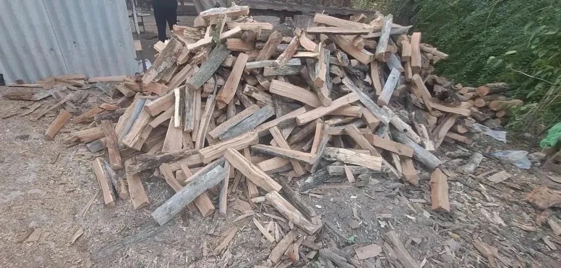 Житель Саратова срубил более 100 деревьев ради дров для гаража Житель Саратова срубил более 100 деревьев ради дров для гаража