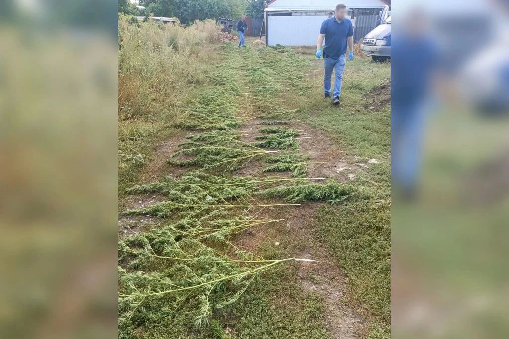 В Лысогорском районе в рамках ОПМ «Мак 2026» у местного жителя были обнаружены 168 кустов конопли В Лысогорском районе в рамках ОПМ «Мак 2026» у местного жителя были обнаружены 168 кустов конопли