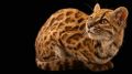 Учёные впервые за 100 лет открыли новый вид кошек