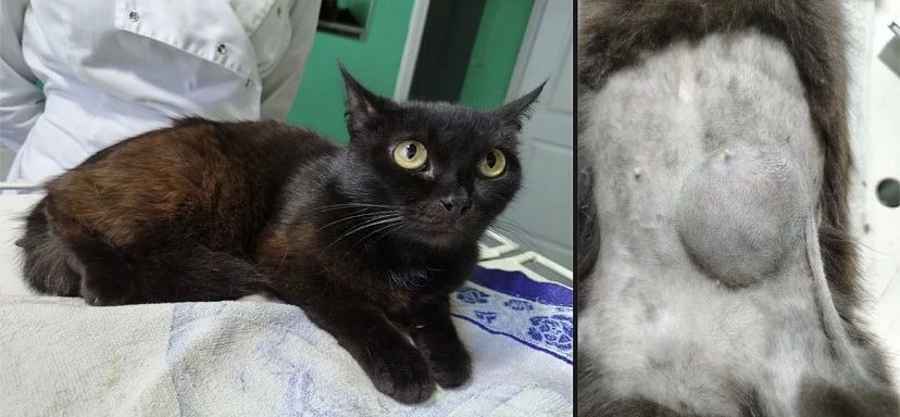 Саратовские ветеринары спасли кошку с огромными опухолями
