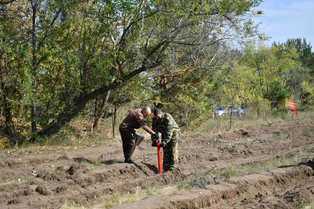 В Саратовской области высадили 15 тысяч гектаров лесов В Саратовской области высадили 15 тысяч гектаров лесов
