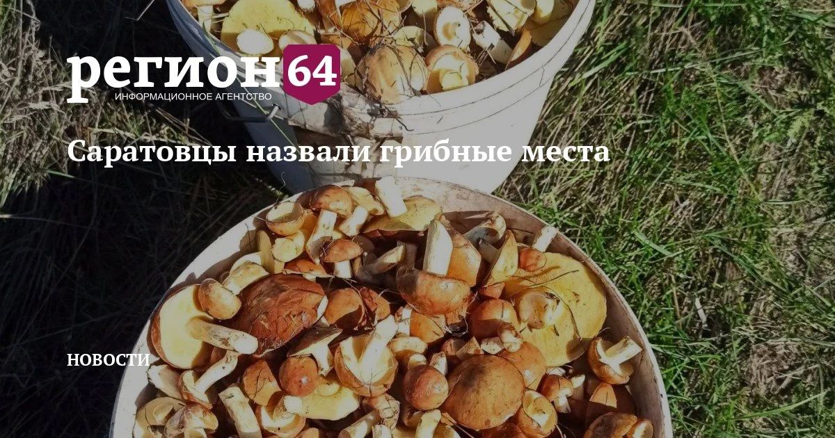 В лесах Саратовской области наконец пошли грибы, радуются местные жители
