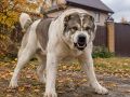 В Саратове домашний алабай напал на прохожих