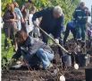 На набережной Саратова высадили 250 кустов роз