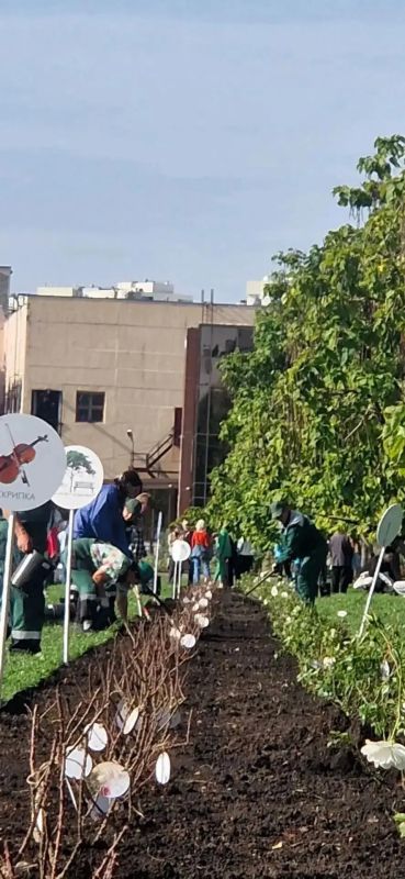 Жители Саратова высадили на набережной Космонавтов 250 кустов роз
