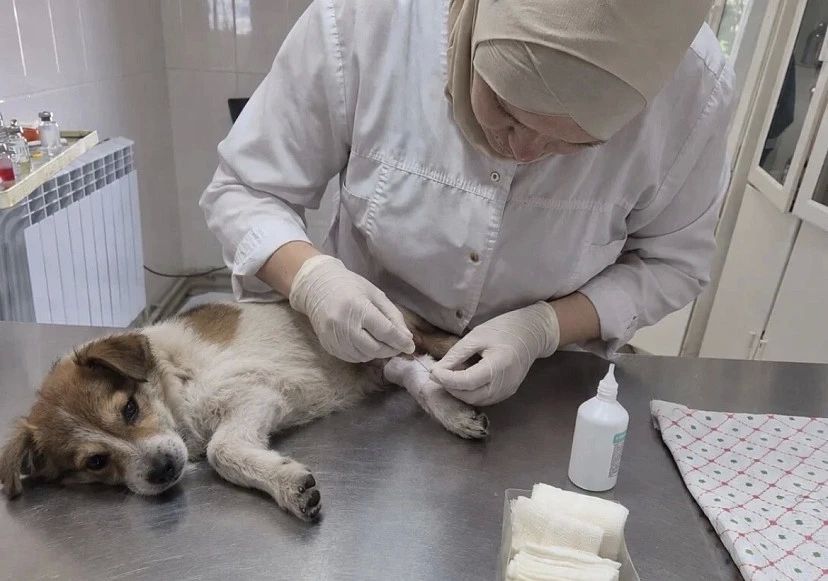 Саратовские ветеринары спасли собаку Люсю с рваным боком