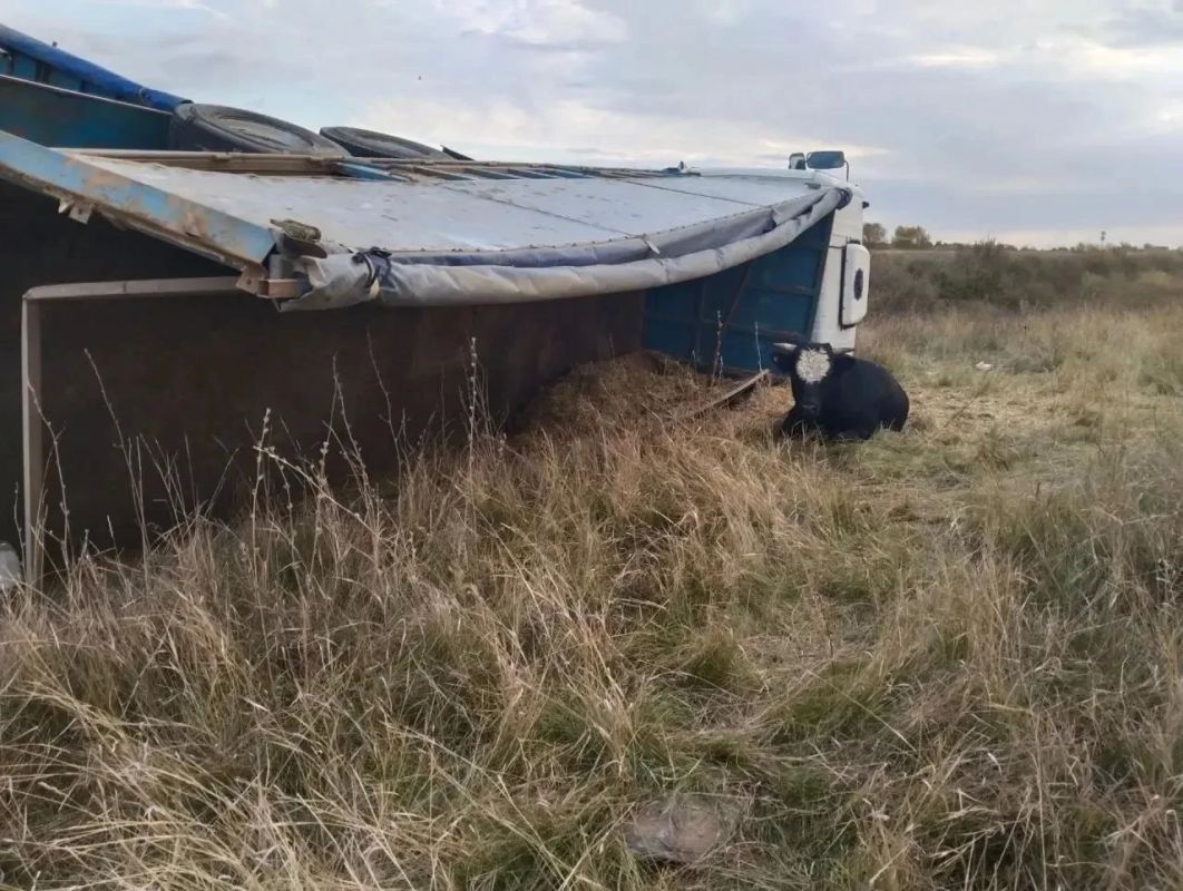 В Ершовском районе из перевернутой фуры сбежали рогатые В Ершовском районе из перевернутой фуры сбежали рогатые