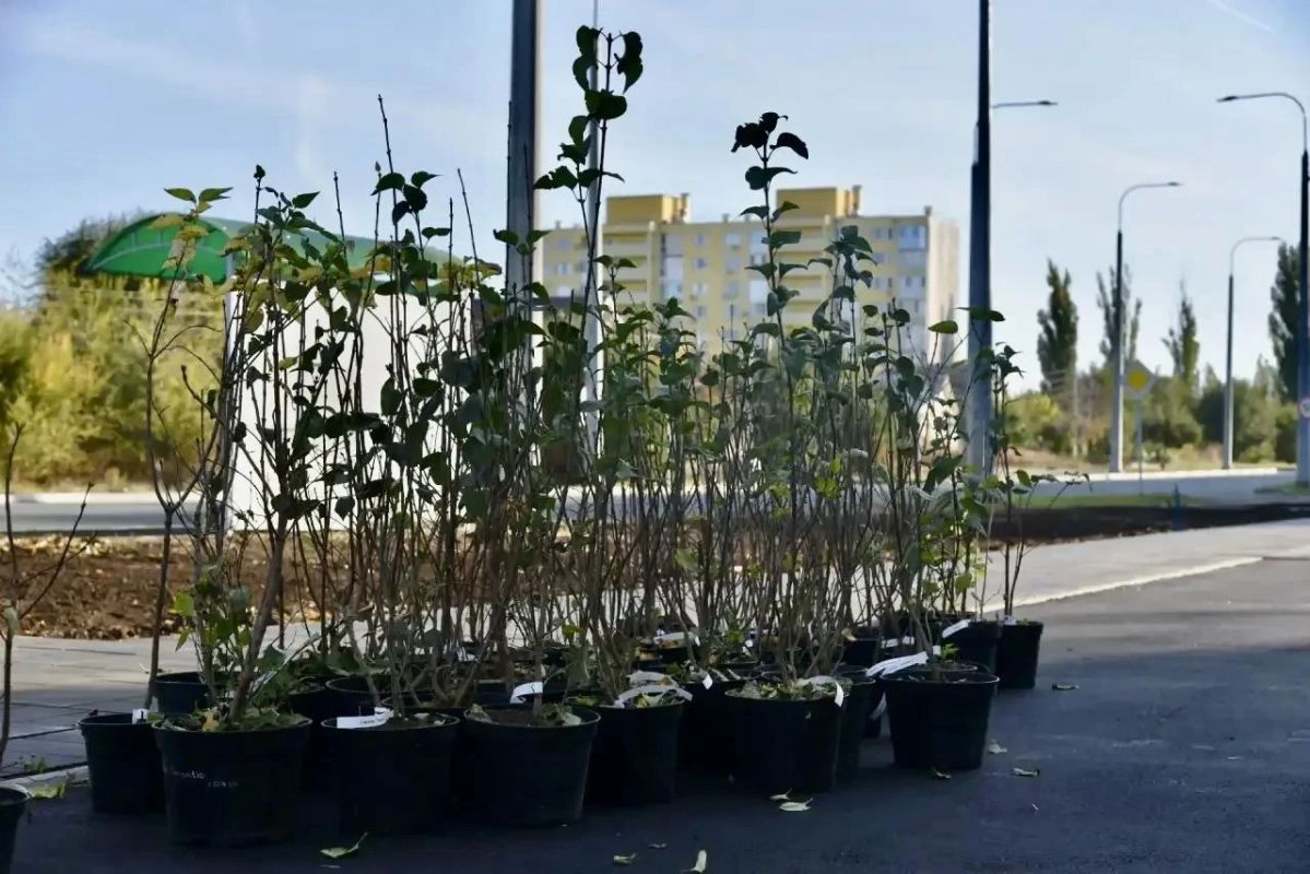На новом участке Сиреневого сквера началась высадка кустов сирени
