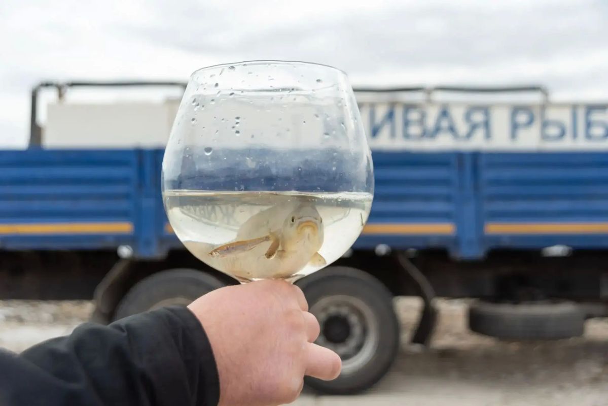 Экопроект «Водорослям крышка» выпустил 65 тысяч мальков в Волгу Экопроект «Водорослям крышка» выпустил 65 тысяч мальков в Волгу