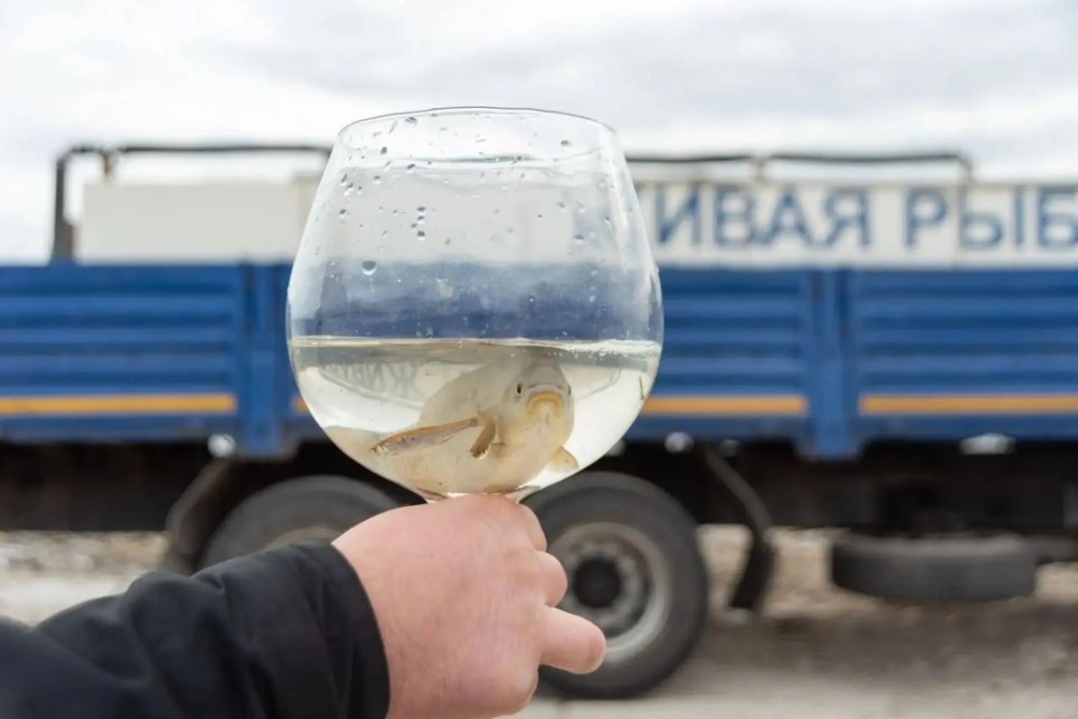 65 тысяч мальков выпустили в Волгу в Саратовской области