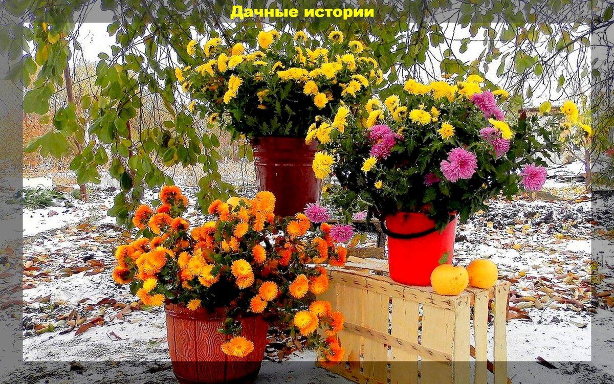 Зимняя подготовка цветника: как обеспечить пышное цветение весной
