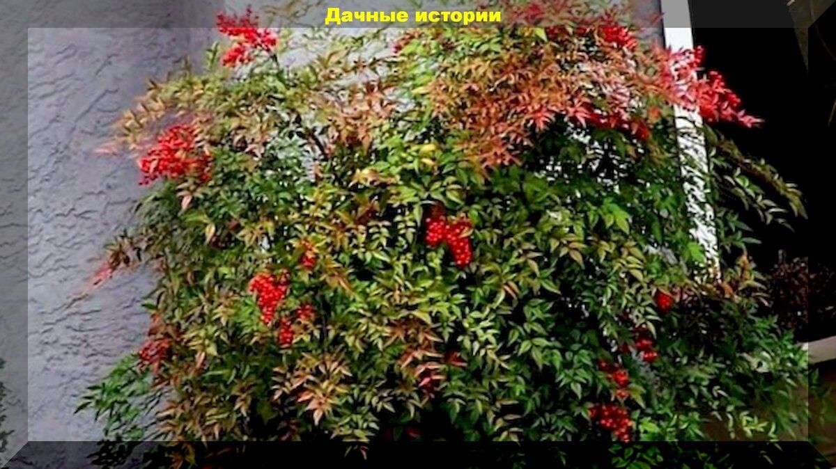 Нандина: долгожитель, который украсит ваш дом
