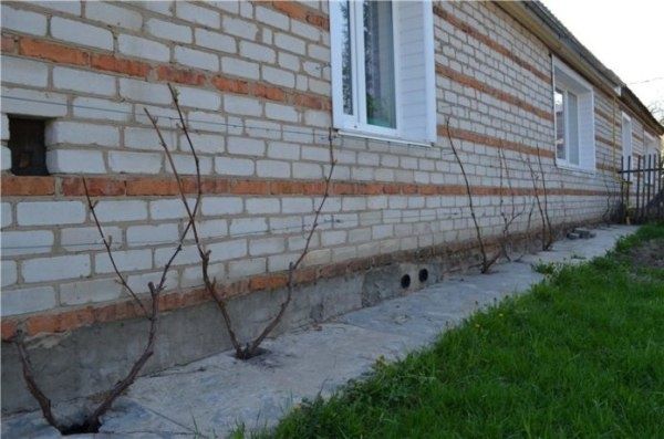 Виноград в Беларуси: Секреты Успешного Выращивания