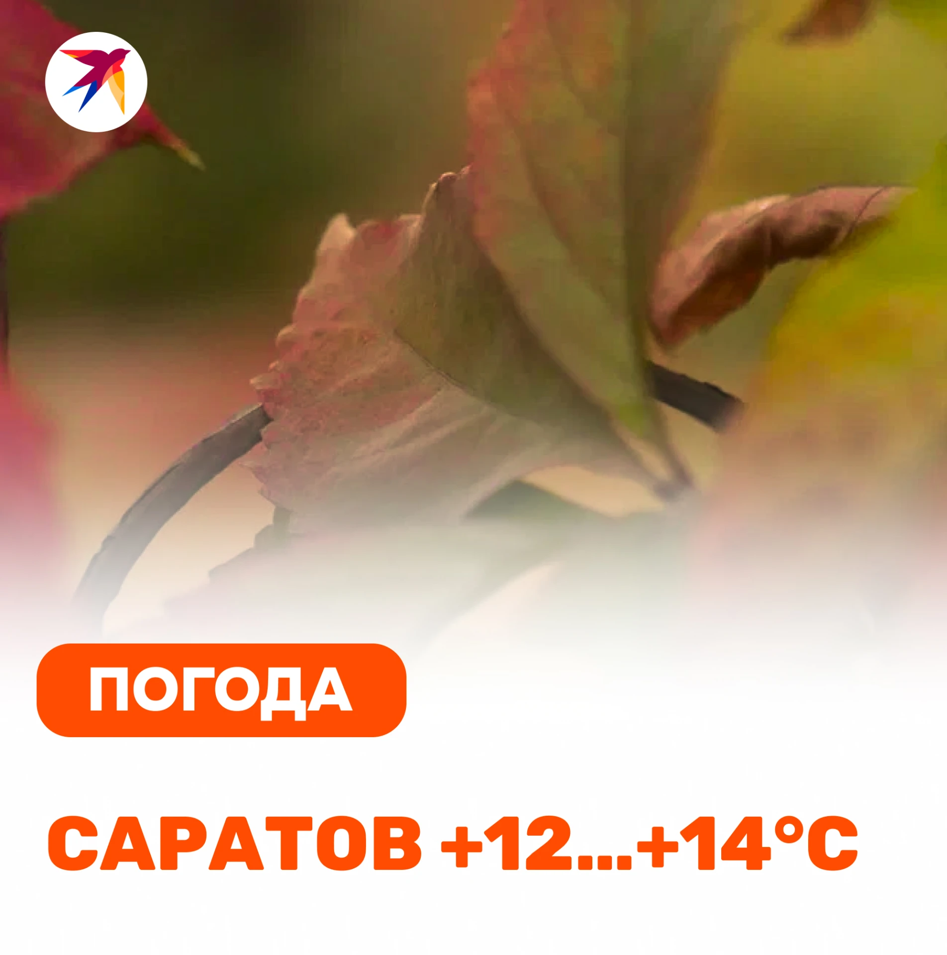 Пятница, 30 октября. В Саратове и области сохранится сухая, ясная и комфортная погода
